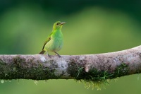 Kvetomil cernohlavy - Chlorophanes spiza - Green Honeycreeper o4669